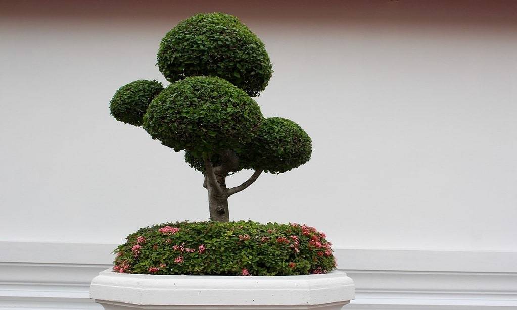 Comment intégrer les plantes d'intérieur dans votre décoration&nbsp;: conseils et astuces