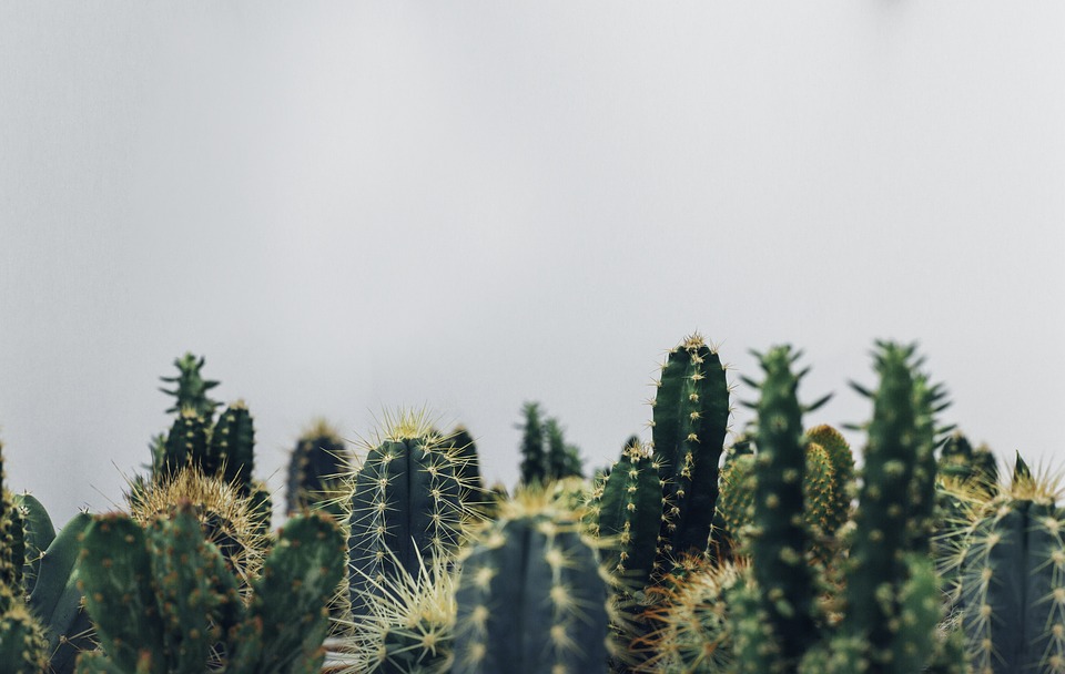 Créer un environnement de travail stimulant grâce aux plantes